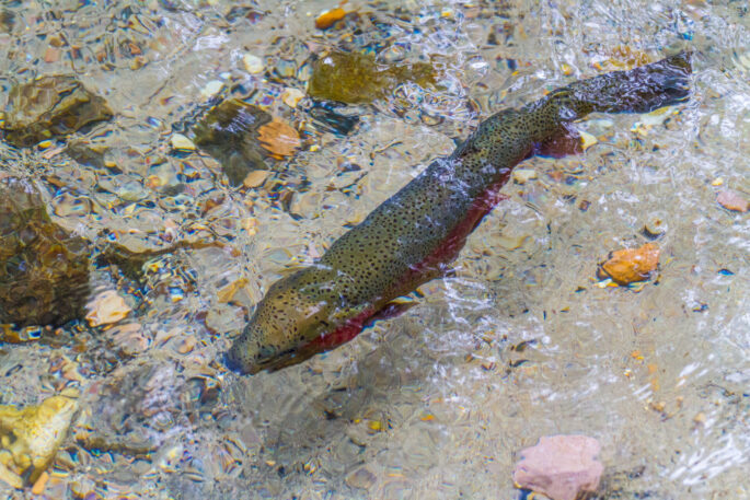 New Zealand Rainbow Trout